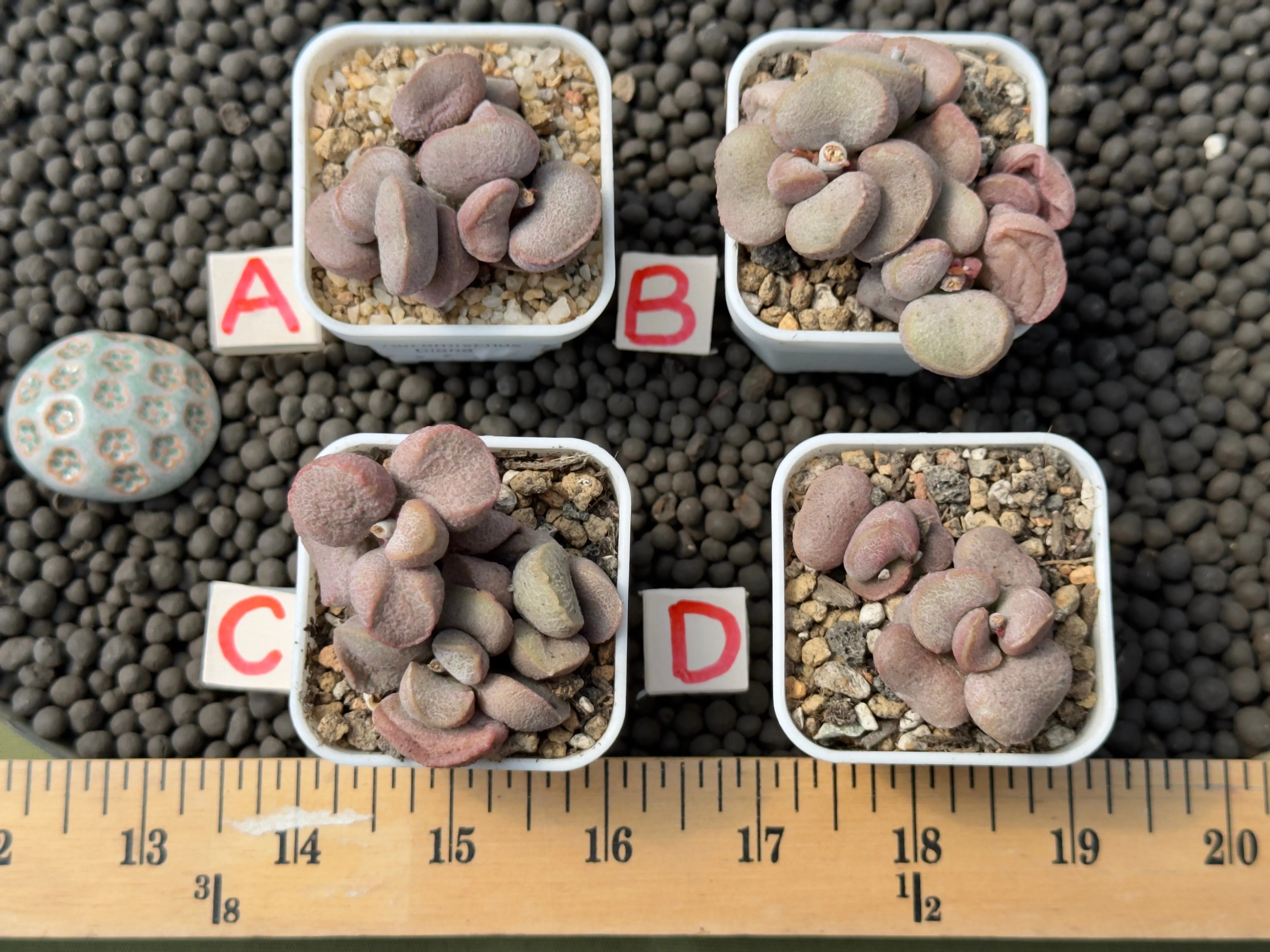 Adromischus 'Diana' Imported Succulent Plant