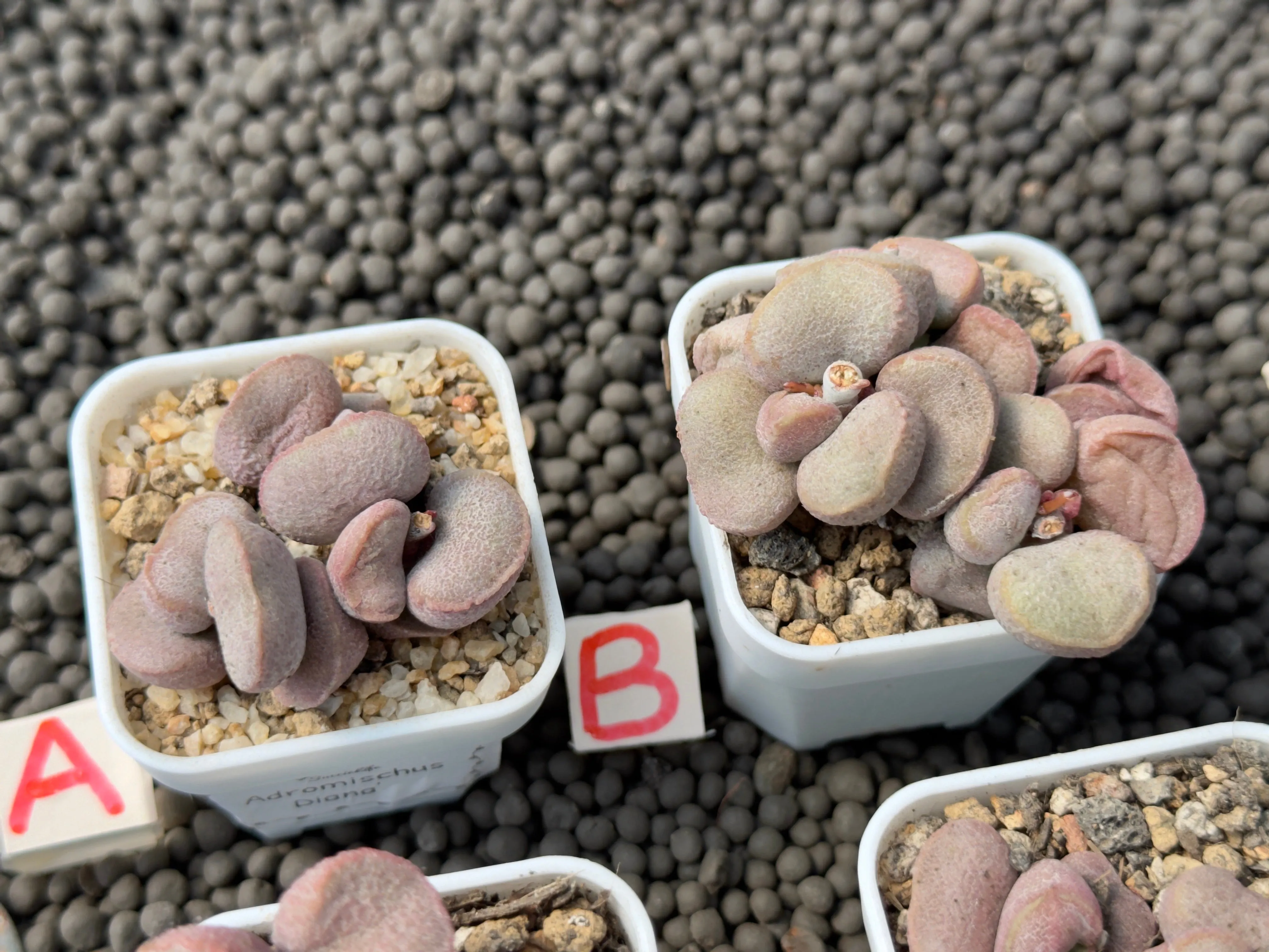 Adromischus 'Diana' Imported Succulent Plant