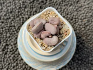Adromischus 'Diana' Imported Succulent Plant