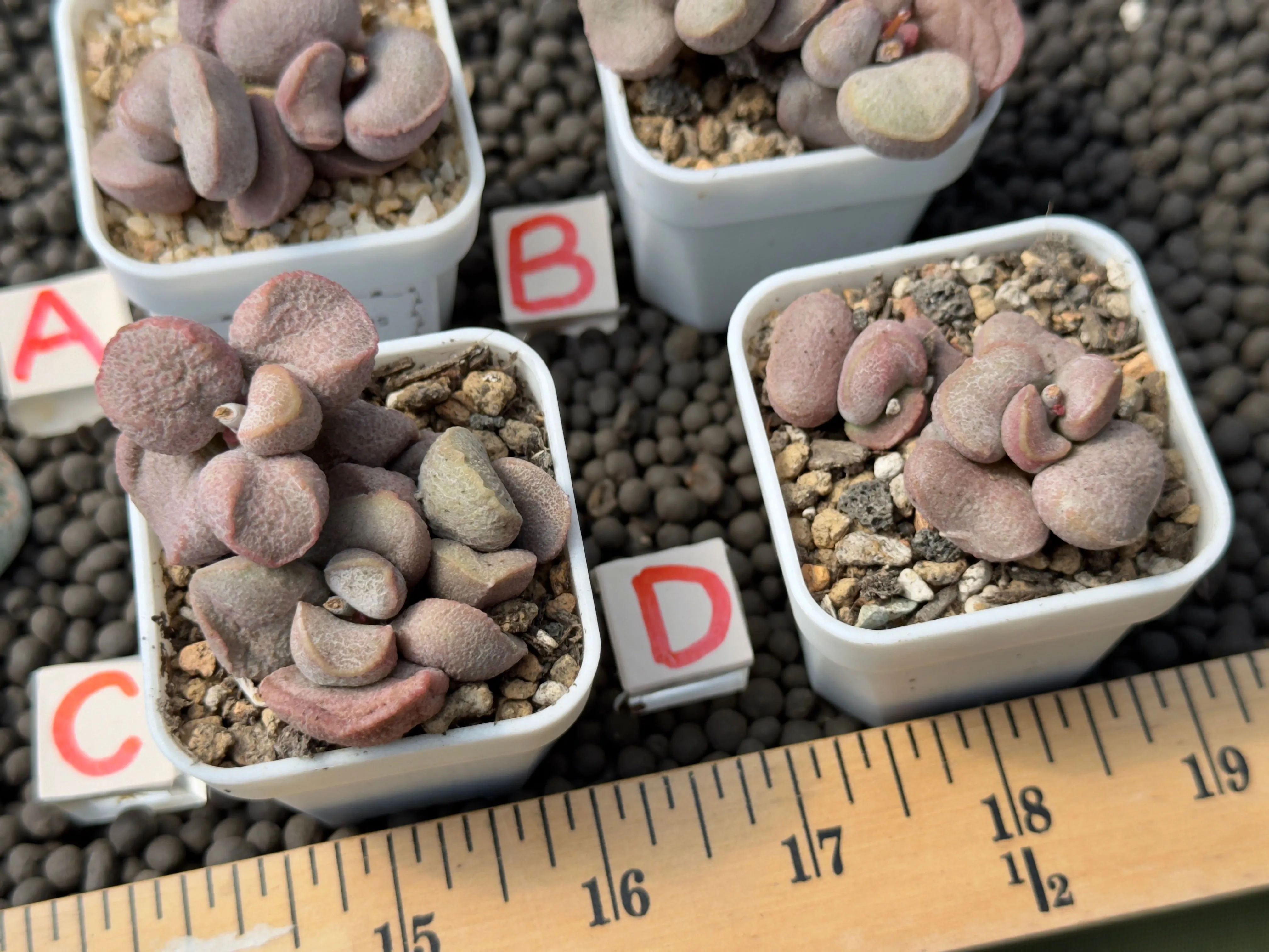 Adromischus 'Diana' Imported Succulent Plant