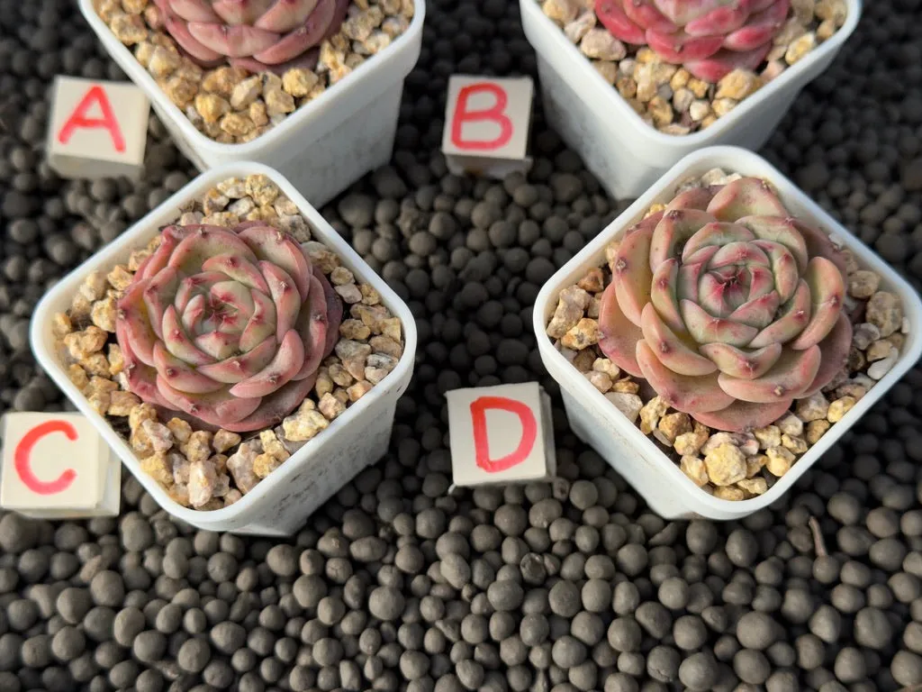Echeveria Breeze Jelly Succulent Plant