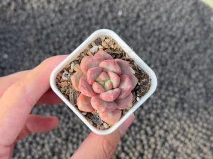 Echeveria Chrysanthemum Bread Succulent Plant Mam & Sister Hybrid
