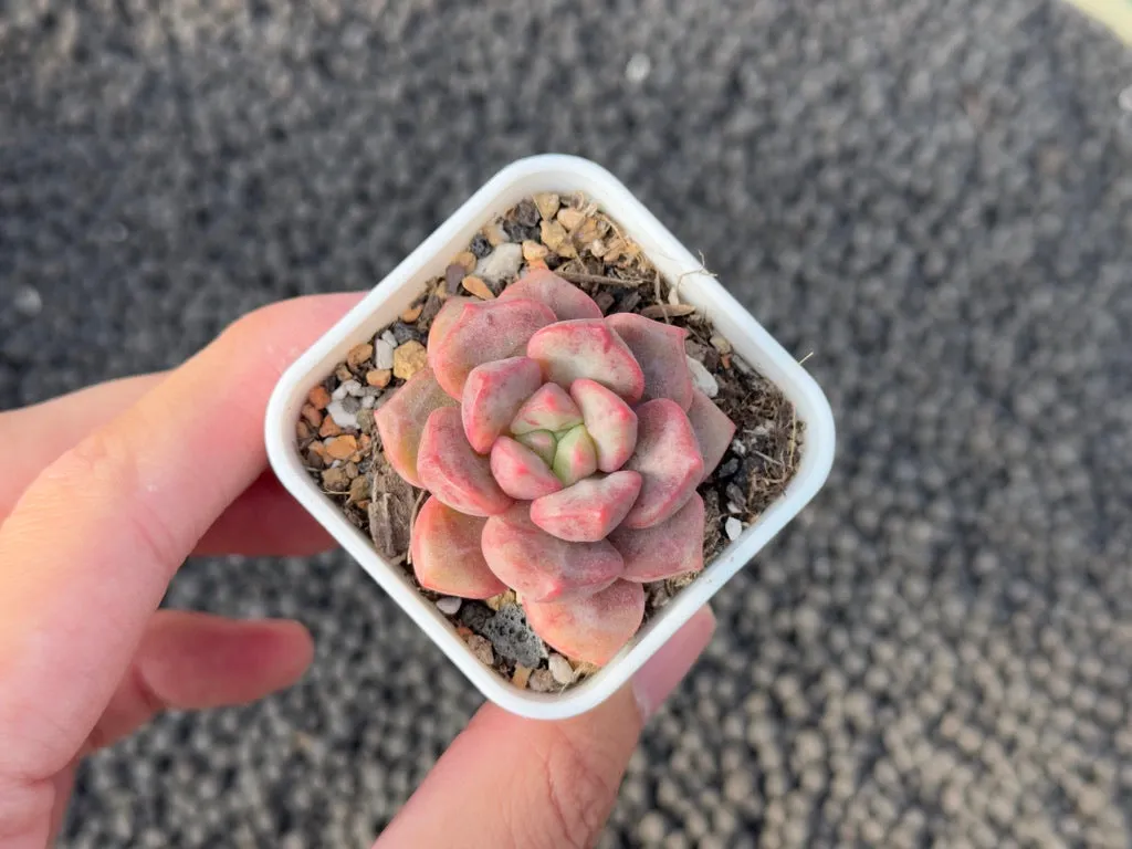 Echeveria Chrysanthemum Bread Succulent Plant Mam & Sister Hybrid