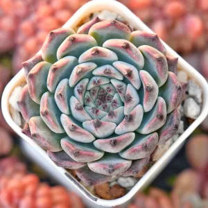 Echeveria Jackal Korean Succulent Plant