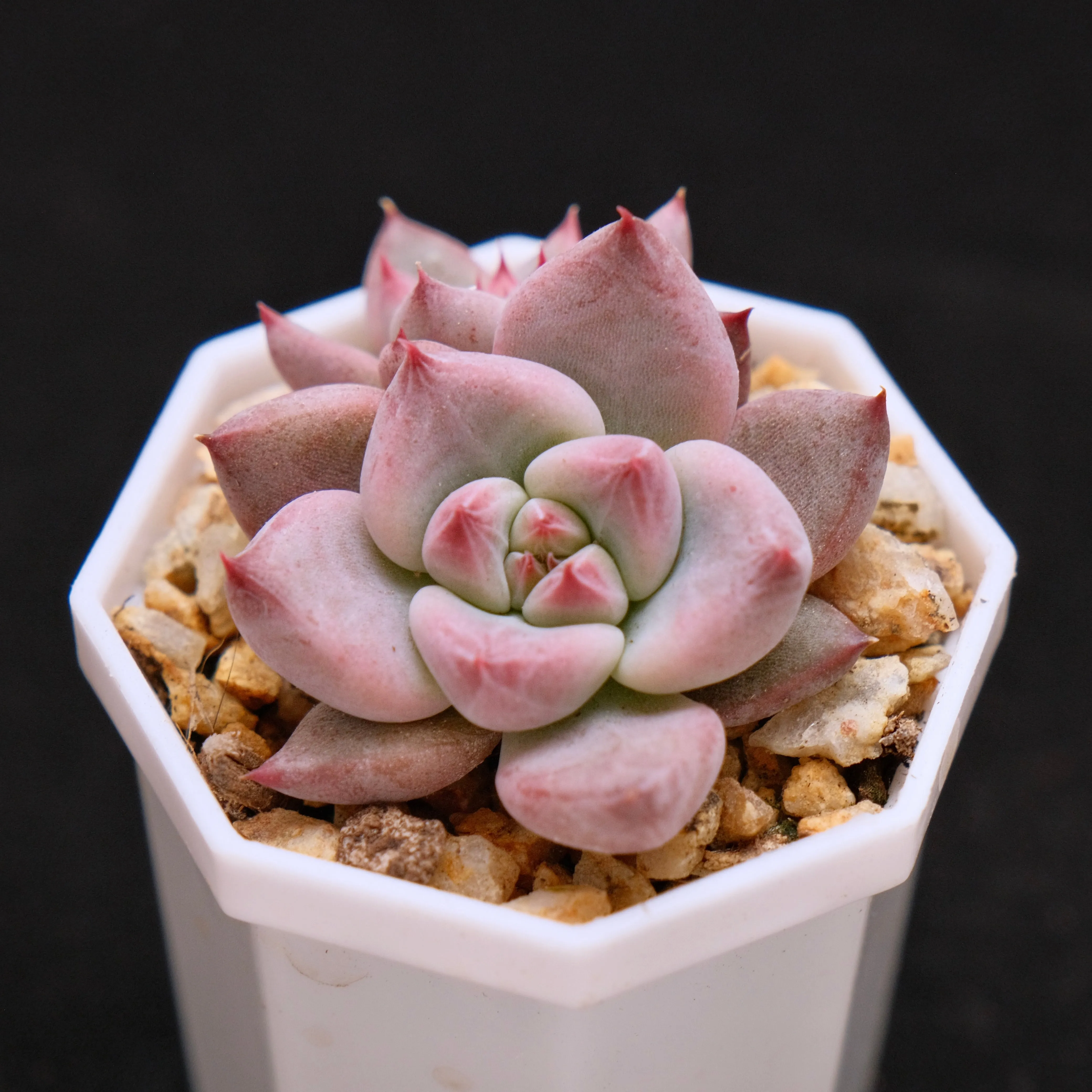 Echeveria Peña babies Korean Succulent Plant