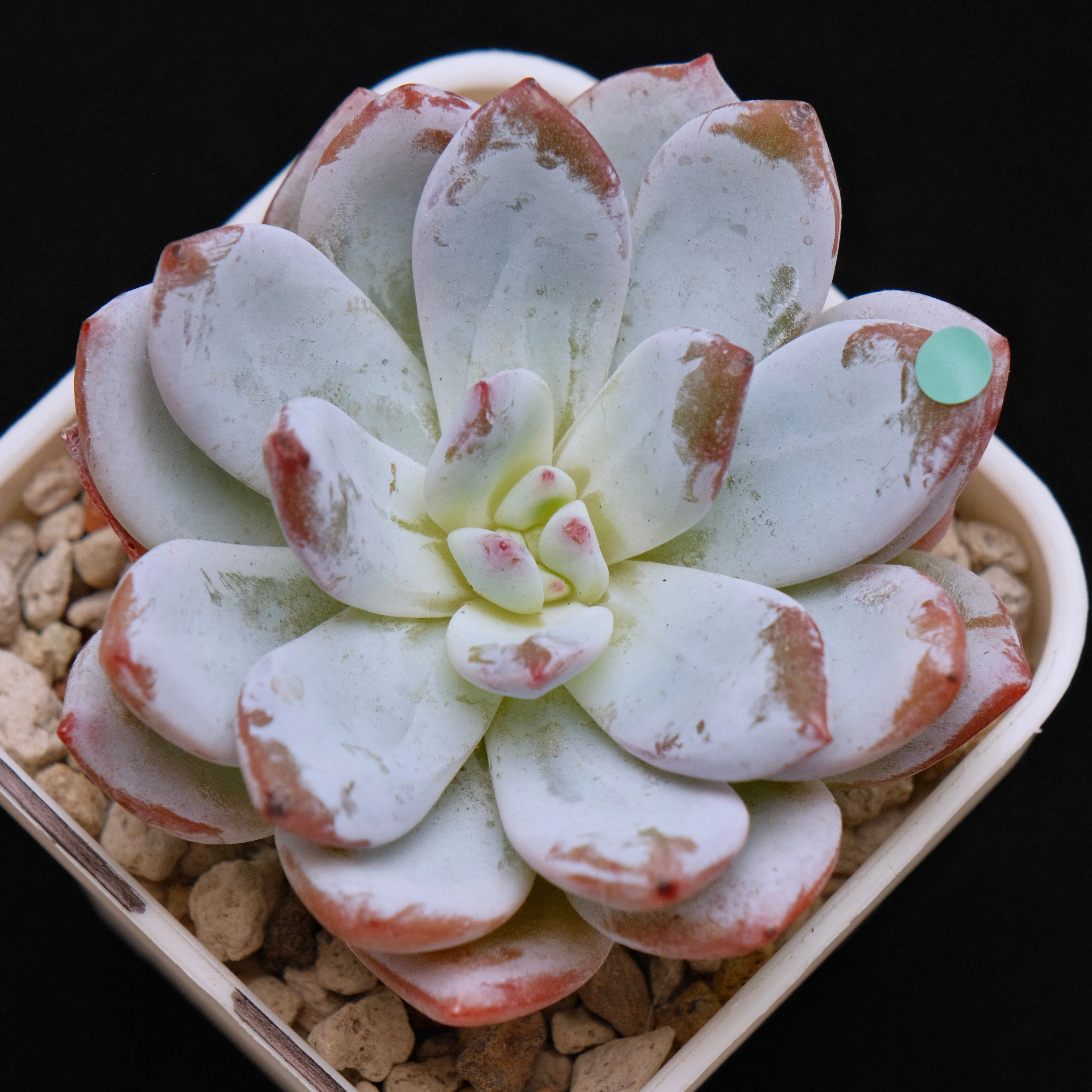 Echeveria Sang-A Korean Succulent Plant