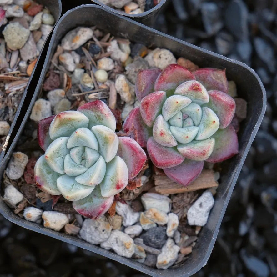 Echeveria Shyness Changhee hybrid Korean Succulent Plant