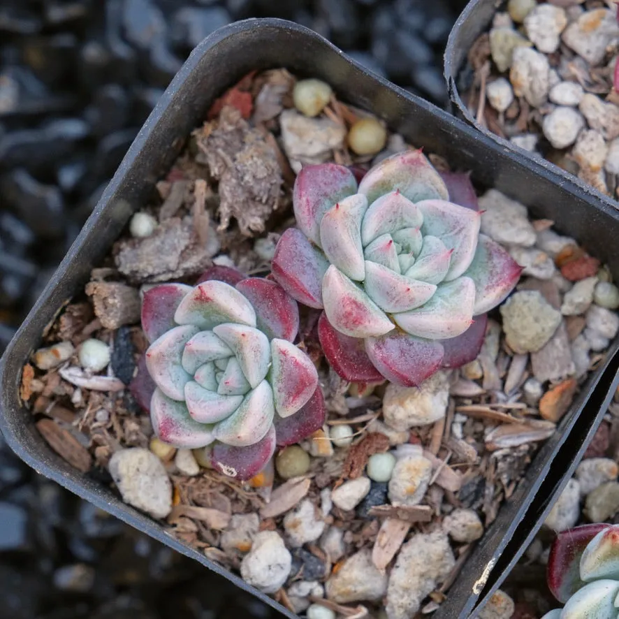 Echeveria Shyness Changhee hybrid Korean Succulent Plant