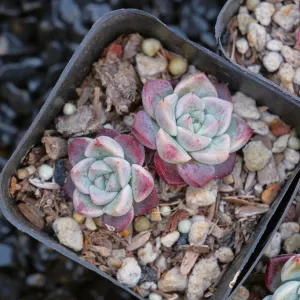 Echeveria Shyness Changhee hybrid Korean Succulent Plant