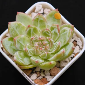 Echeveria Snowflake Jelly Korean Succulent Plant Rare