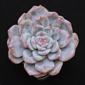 Echeveria Sweet Mint Korean Succulent Plant