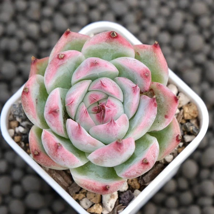 Echeveria White Chihiro Korean Succulent Plant