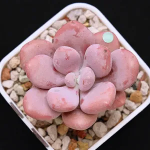 Graptopetalum Pink One Korean Succulent Plant