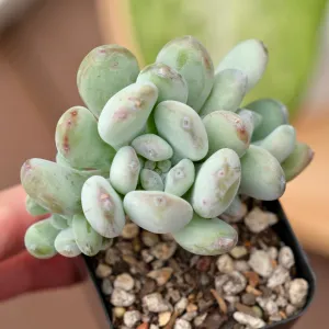 Graptophytum Albean Korean Succulent Plant Air Magic Hybrid