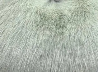 Pre Order:  Fluffy Faux Fur Handbag