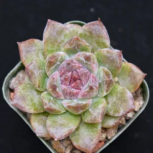 Second Gen. Echeveria Black Crystal Korean Succulent Plant