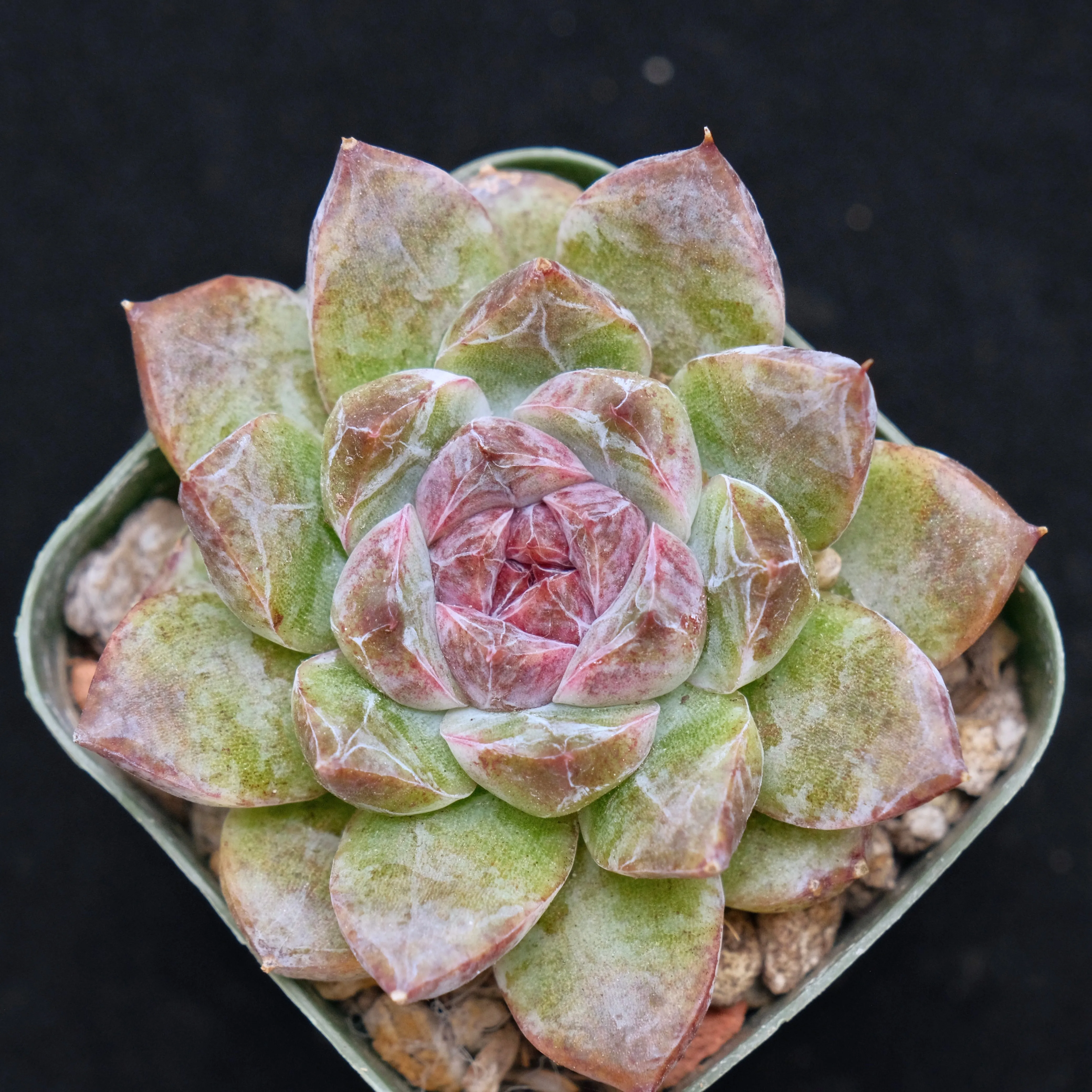 Second Gen. Echeveria Black Crystal Korean Succulent Plant