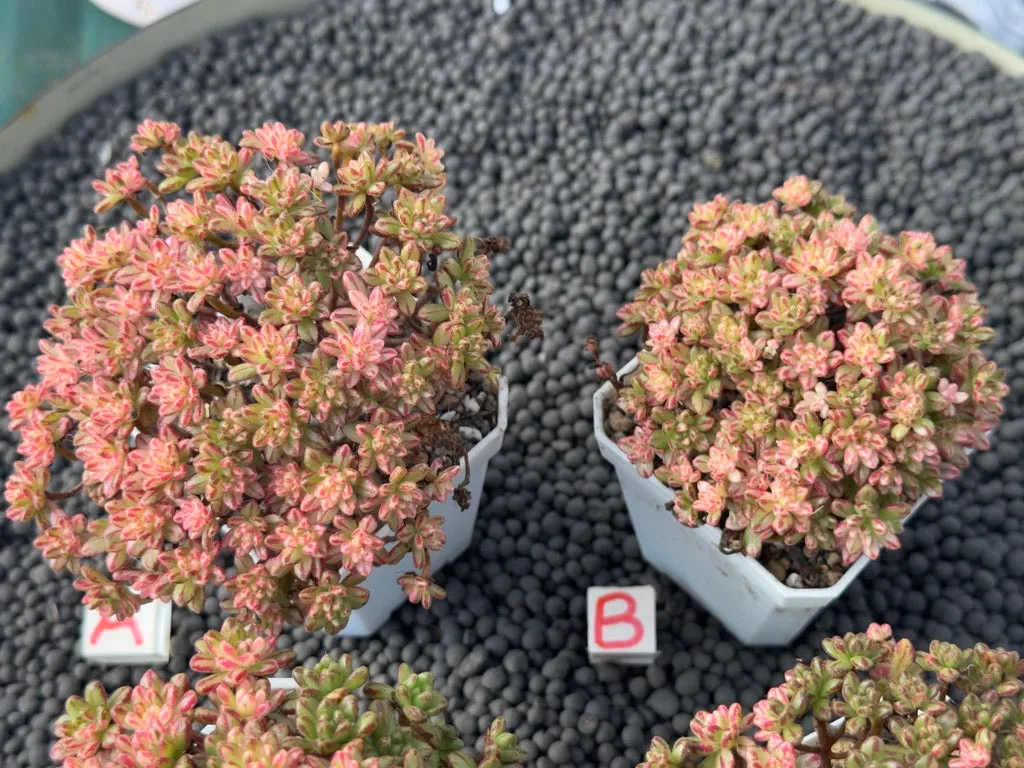 Variegated Aeonium sedifolium (L) Imported Succulent Plant