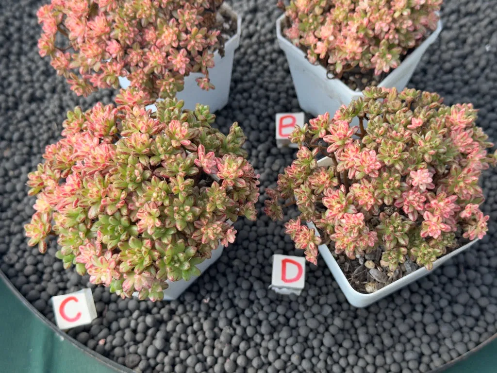 Variegated Aeonium sedifolium (L) Imported Succulent Plant